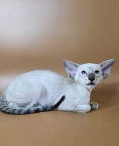 Ориентальный котенок ориентальная девочка Yarina cиамская