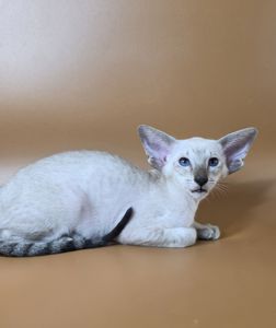 Ориентальный котенок ориентальная девочка Yarina cиамская