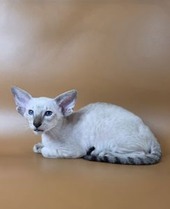 Ориентальный котенок ориентальная девочка Yarina cиамская