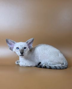 Ориентальный котенок ориентальная девочка Yarina cиамская