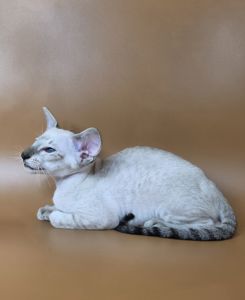 Ориентальный котенок ориентальная девочка Yarina cиамская