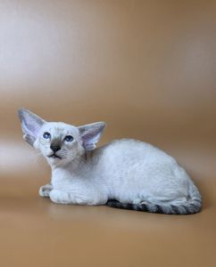Ориентальный котенок ориентальная девочка Yarina cиамская