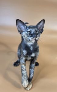 Ориентальный котенок ориентальная девочка Xandra черная черепашка