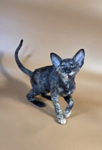 Ориентальный котенок ориентальная девочка Xandra черная черепашка