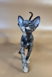 Ориентальный котенок ориентальная девочка Xandra черная черепашка