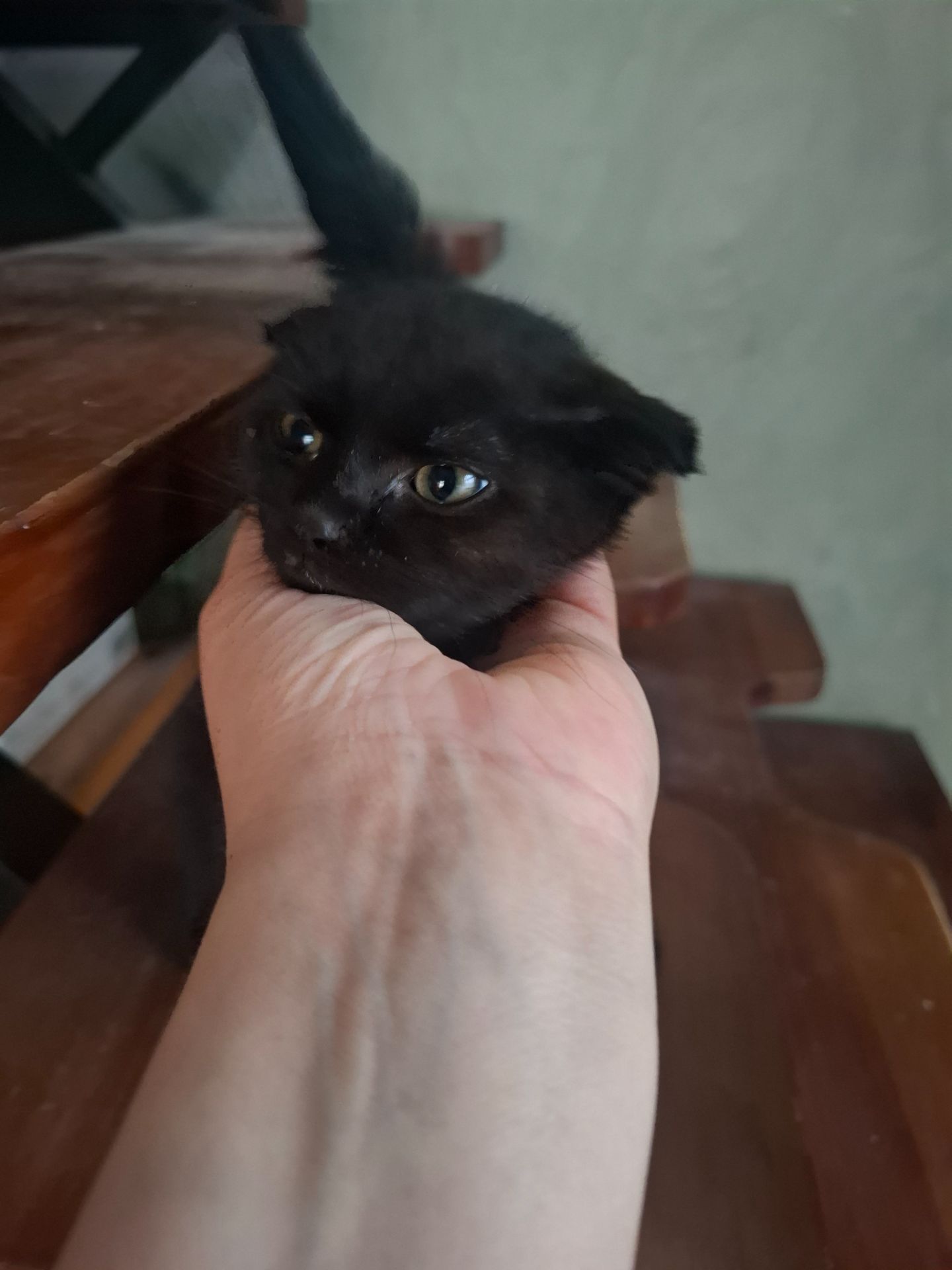 Чорне кошеня висловухе
