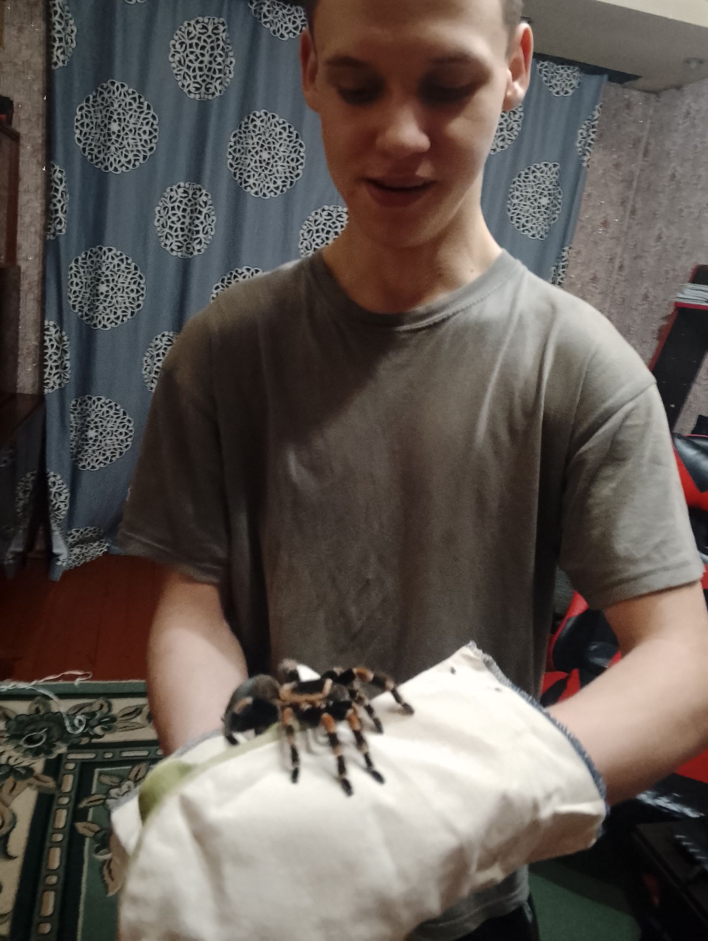 Павуки птицееди безплатно