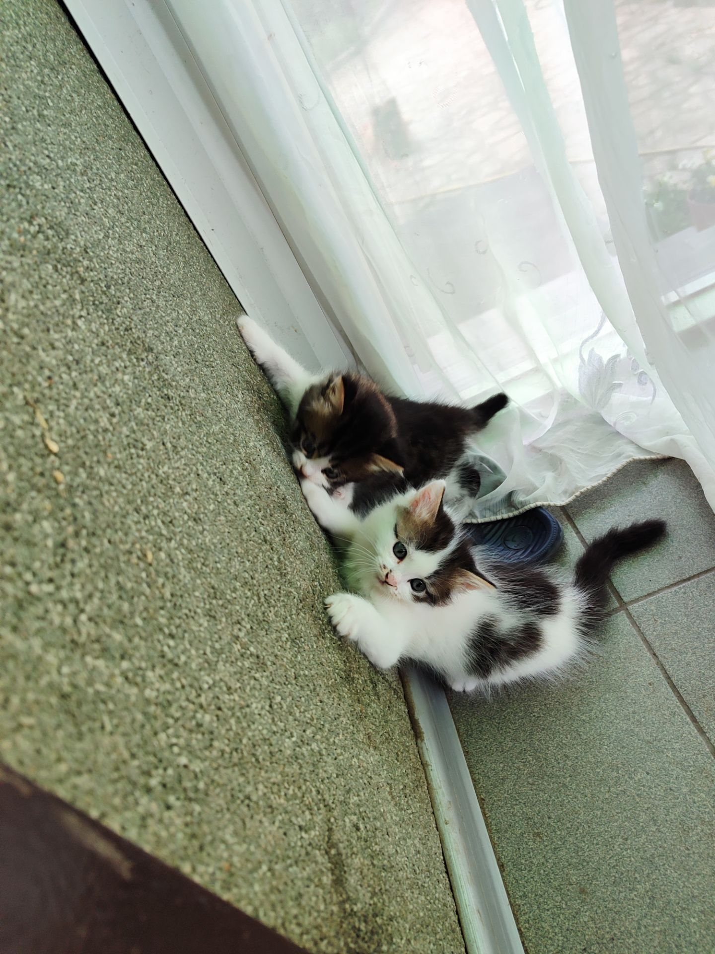 Кошеня Любимка