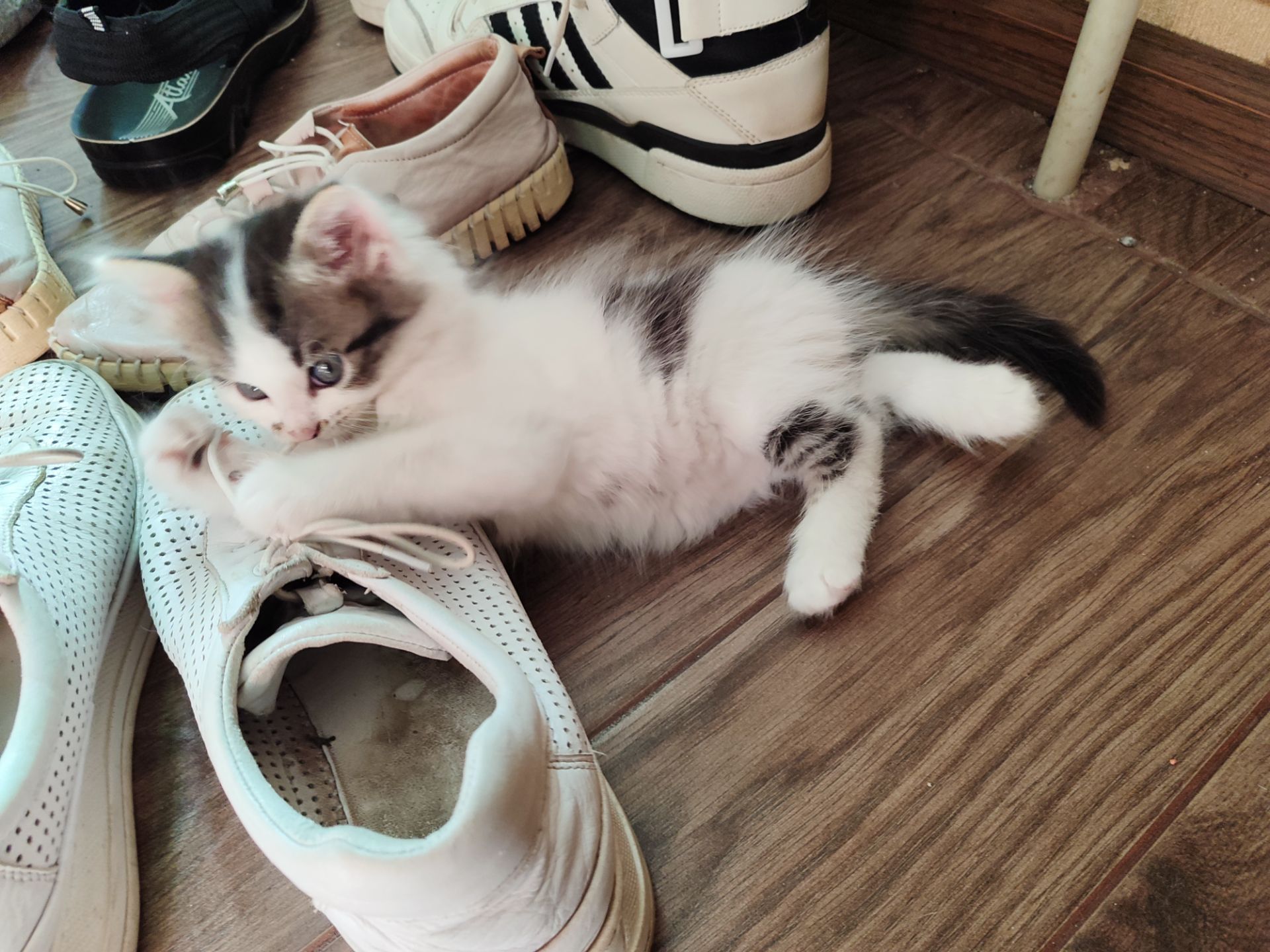 Кошеня Любимка