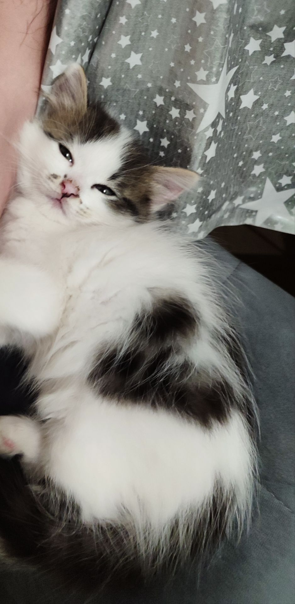 Кошеня Любимка