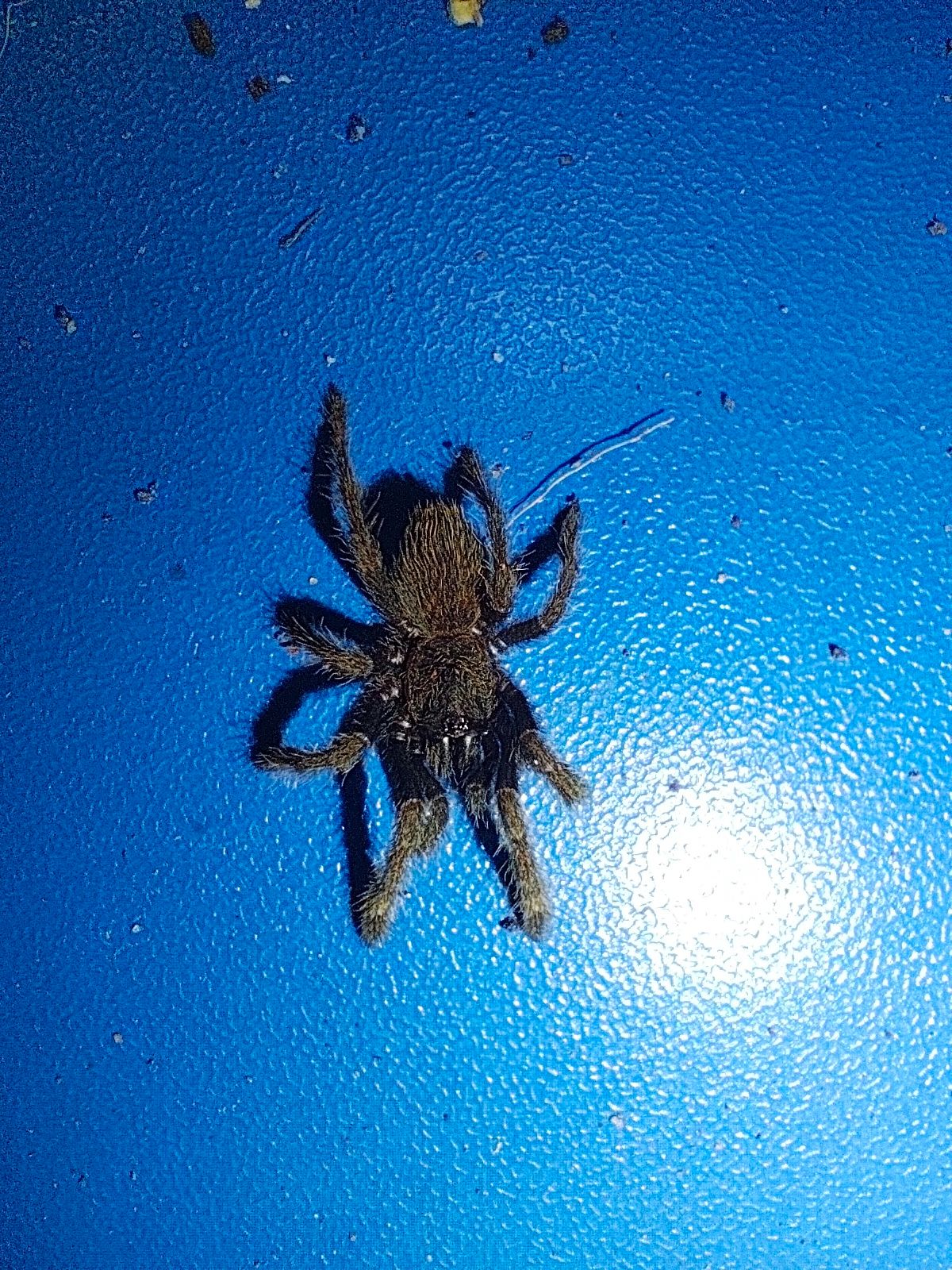 Паук птицеед Ornithoctoninae sp. Ho Chi Minh Л1 природники, птахоїд, екзотика