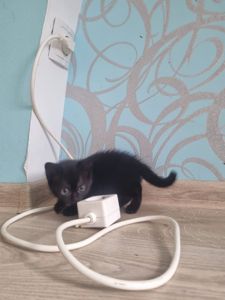 Кошеня Рошенка