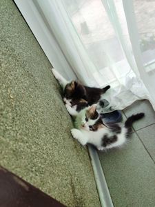 Кошеня Любимка