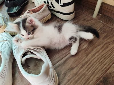 Кошеня Любимка
