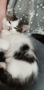 Кошеня Любимка