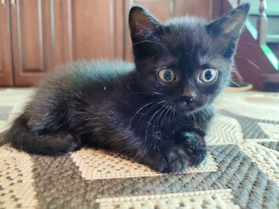 Кошеня Рошенка