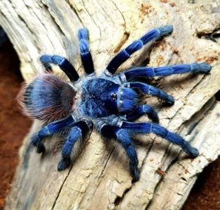 Птеринопельма Сазимай Л1 (Pterinopelma sazimai)