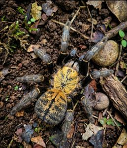 Паук птицеед Ornithoctoninae sp. Ho Chi Minh Л1 природники, птахоїд, екзотика