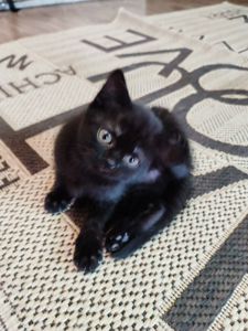 Кошеня Рошенка