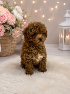 Чудові хлопчики Maltipoo F1