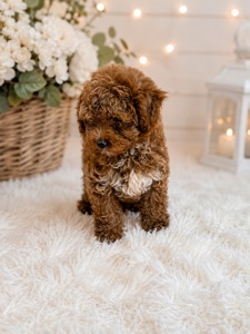 Чудові хлопчики Maltipoo F1