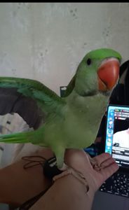 💚 Шикарные малыши Александрийского попугая