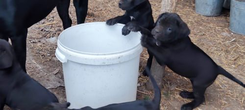 Цуценята кане-корсо