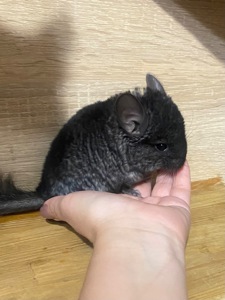Малюки шиншиллки