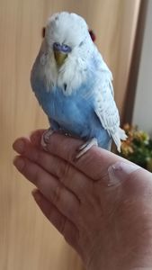 Волнистыей попугай чех