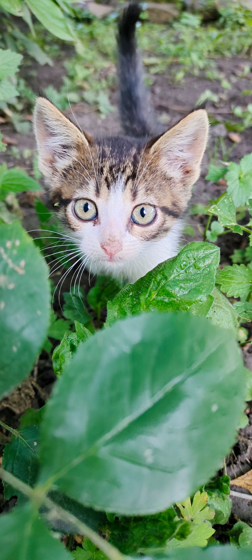 Котенята кошенята чорний кіт безкоштовно Козятин