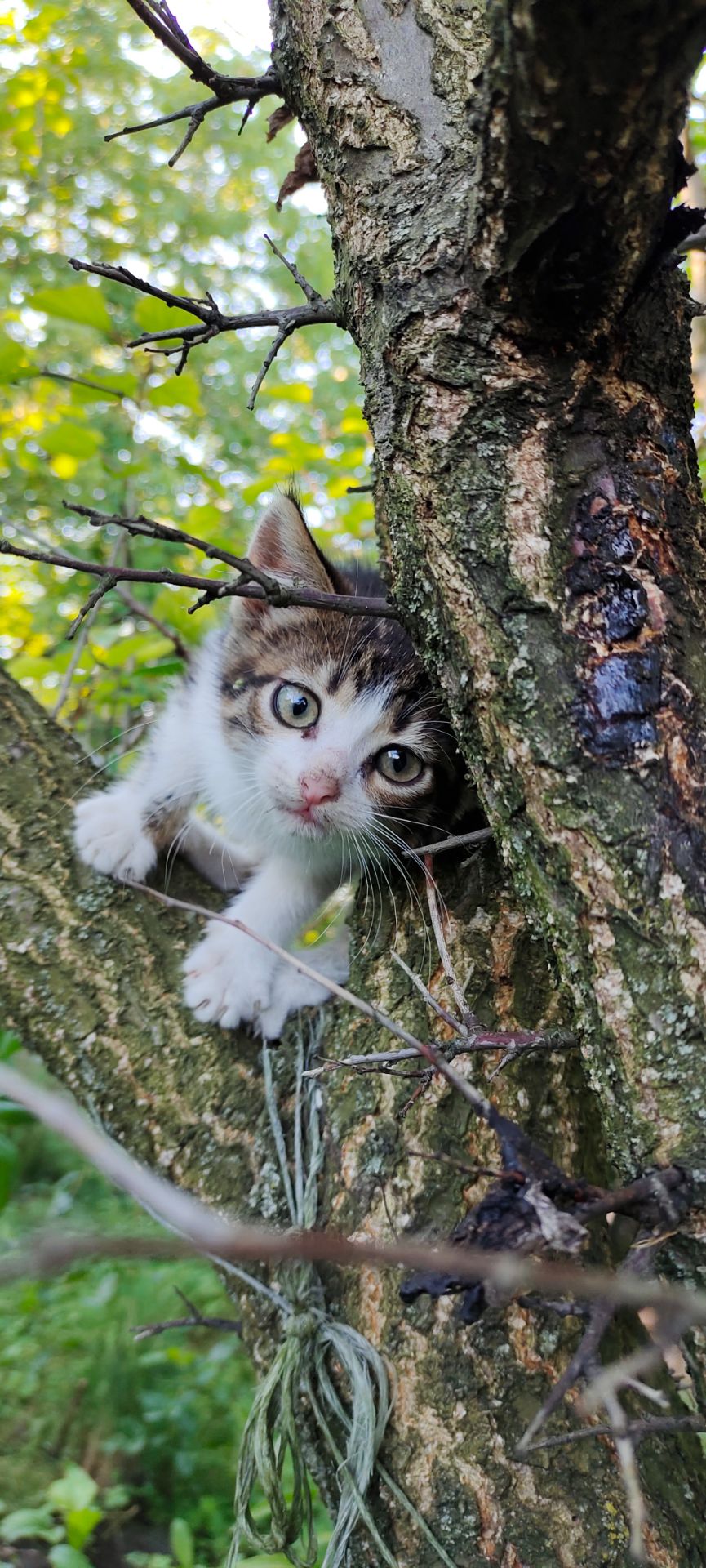 Котенята кошенята чорний кіт безкоштовно Козятин