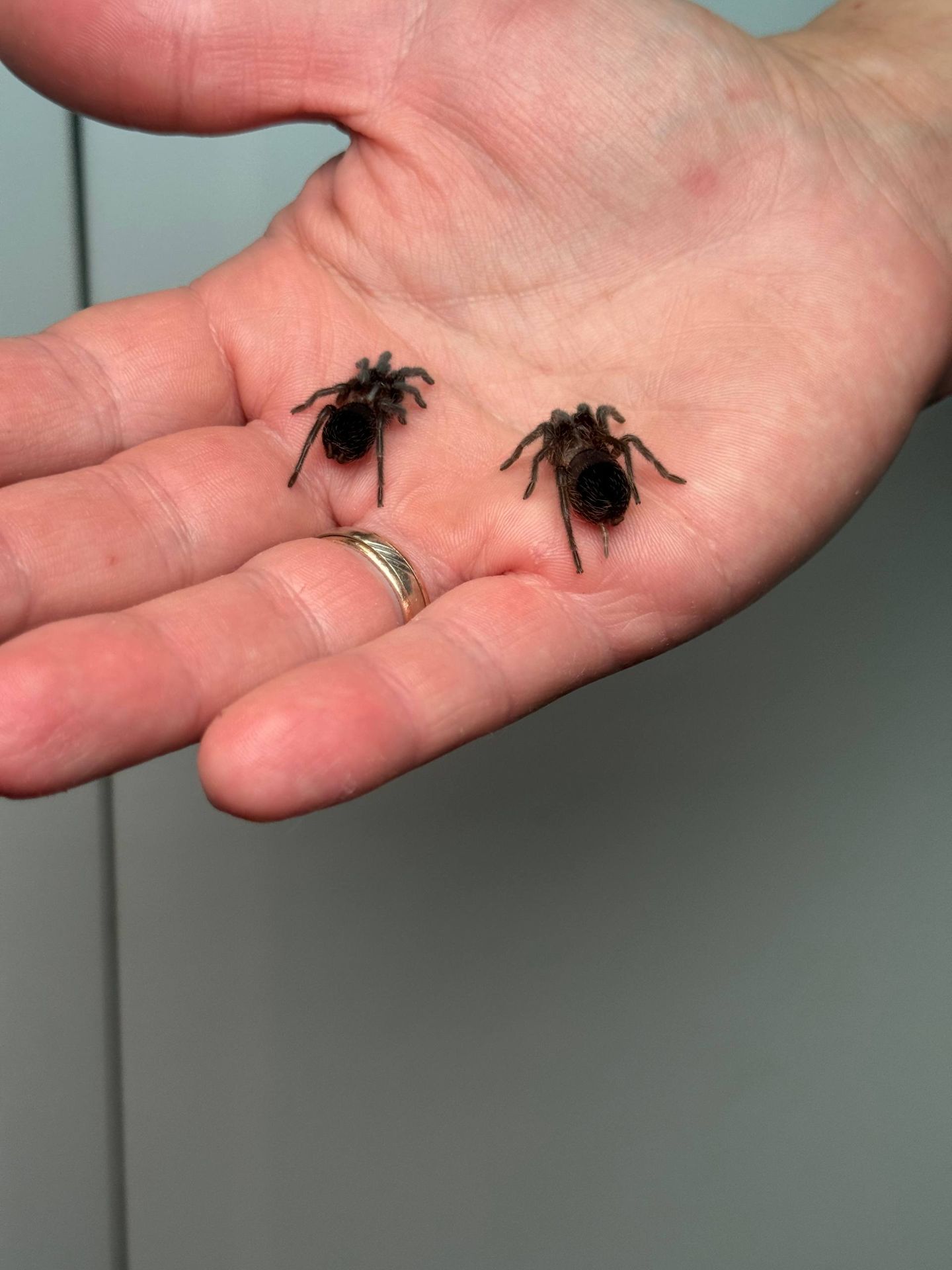 Ручні павуки для новачків, versicolor, emilia, smithi, sazimai