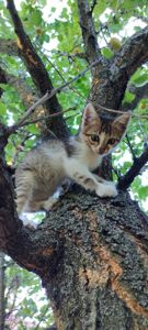 Котенята кошенята чорний кіт безкоштовно Козятин