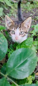 Котенята кошенята чорний кіт безкоштовно Козятин