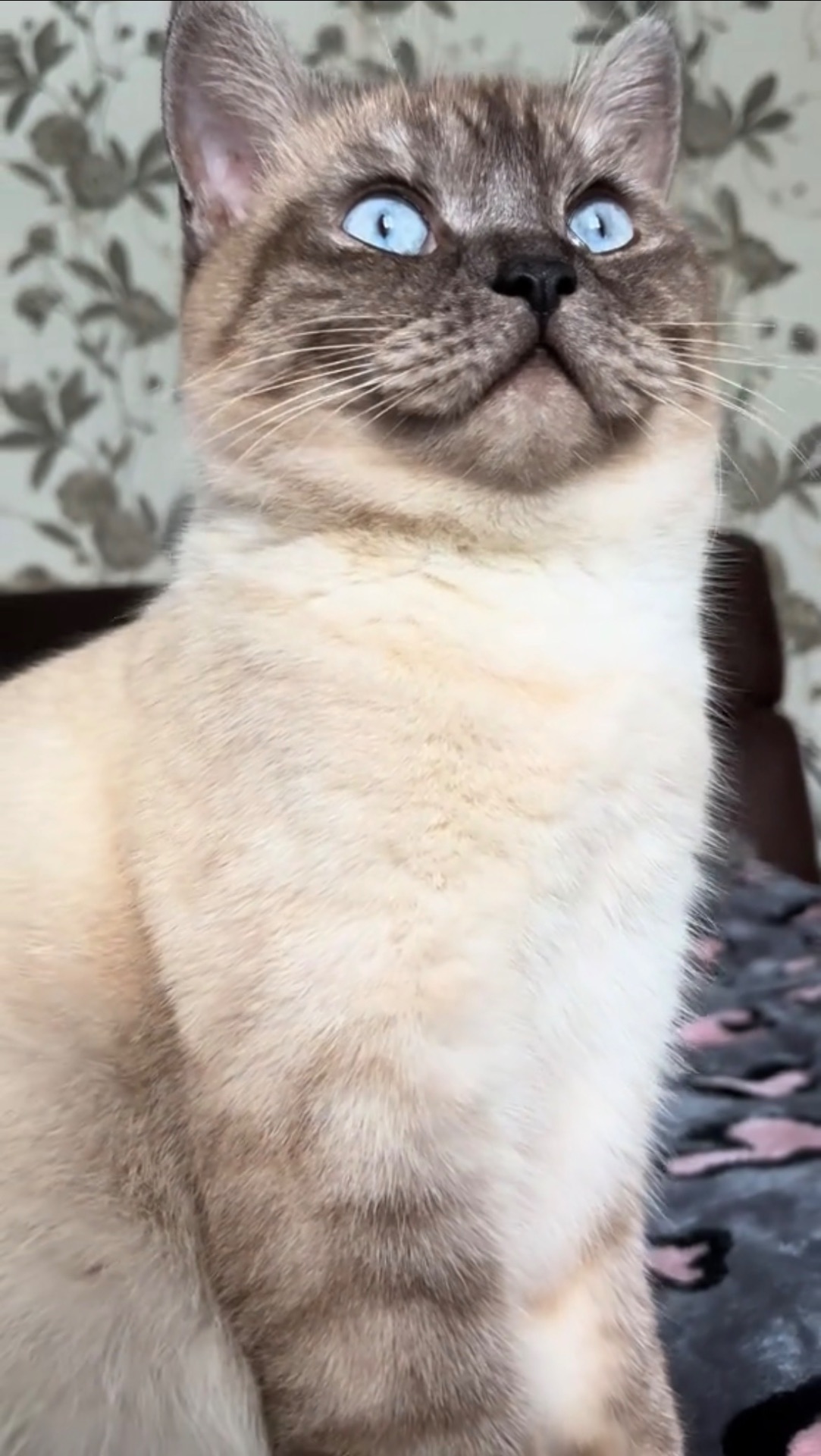 Шотландський котик Scottish Straight