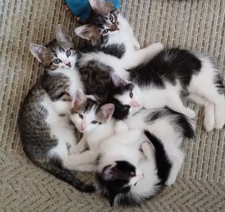 Кошеня у добрі руки