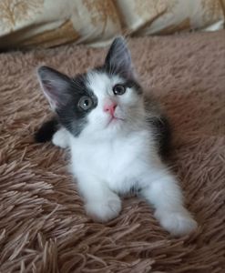 Кошеня у добрі руки