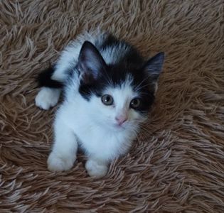 Кошеня у добрі руки