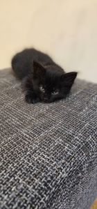 Подарю котенка девочку безплатно