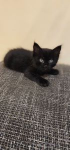 Подарю котенка девочку безплатно