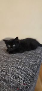 Подарю котенка девочку безплатно