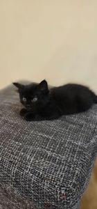 Подарю котенка девочку безплатно
