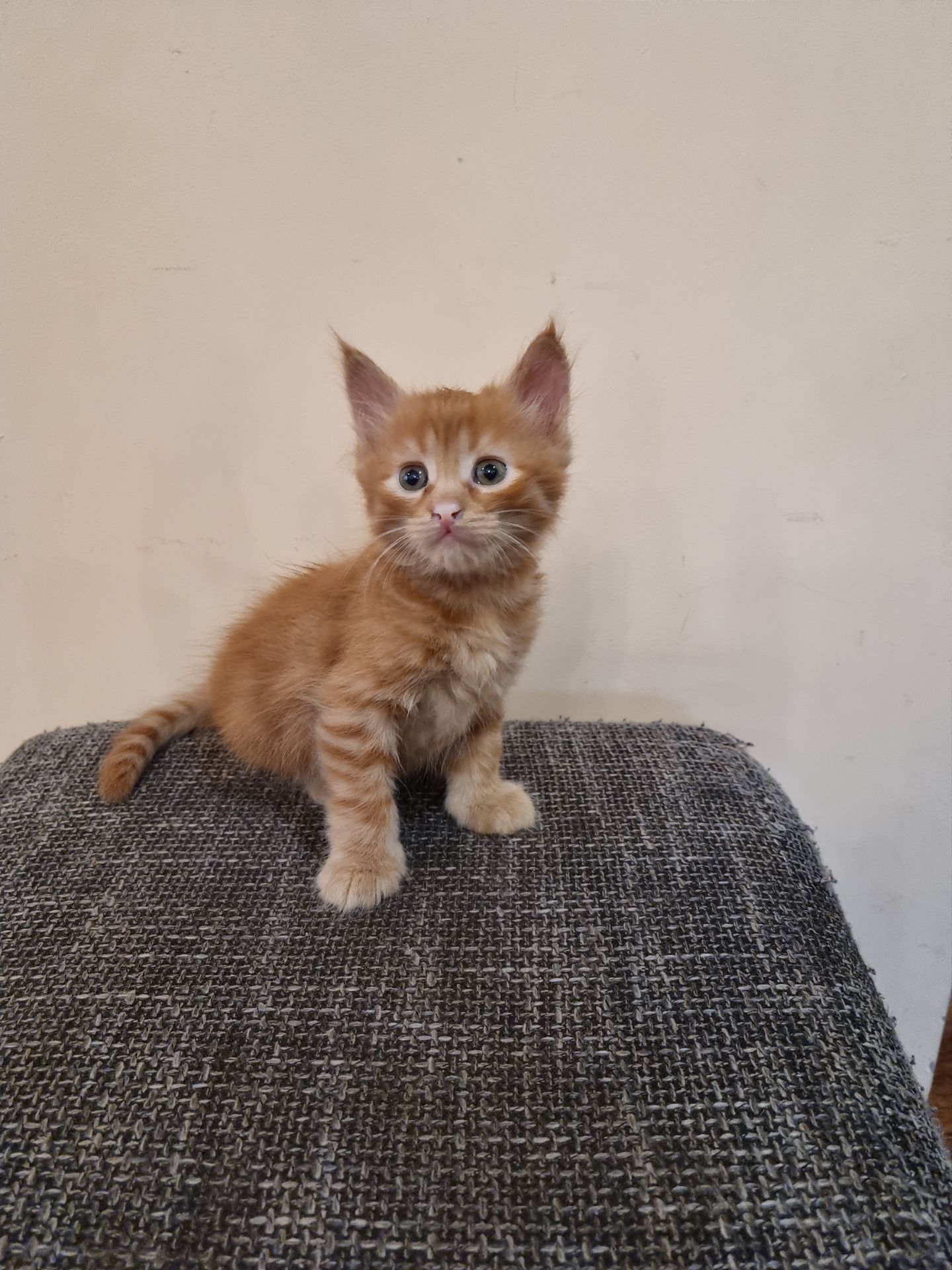 Подарю котенка мальчик безплатно