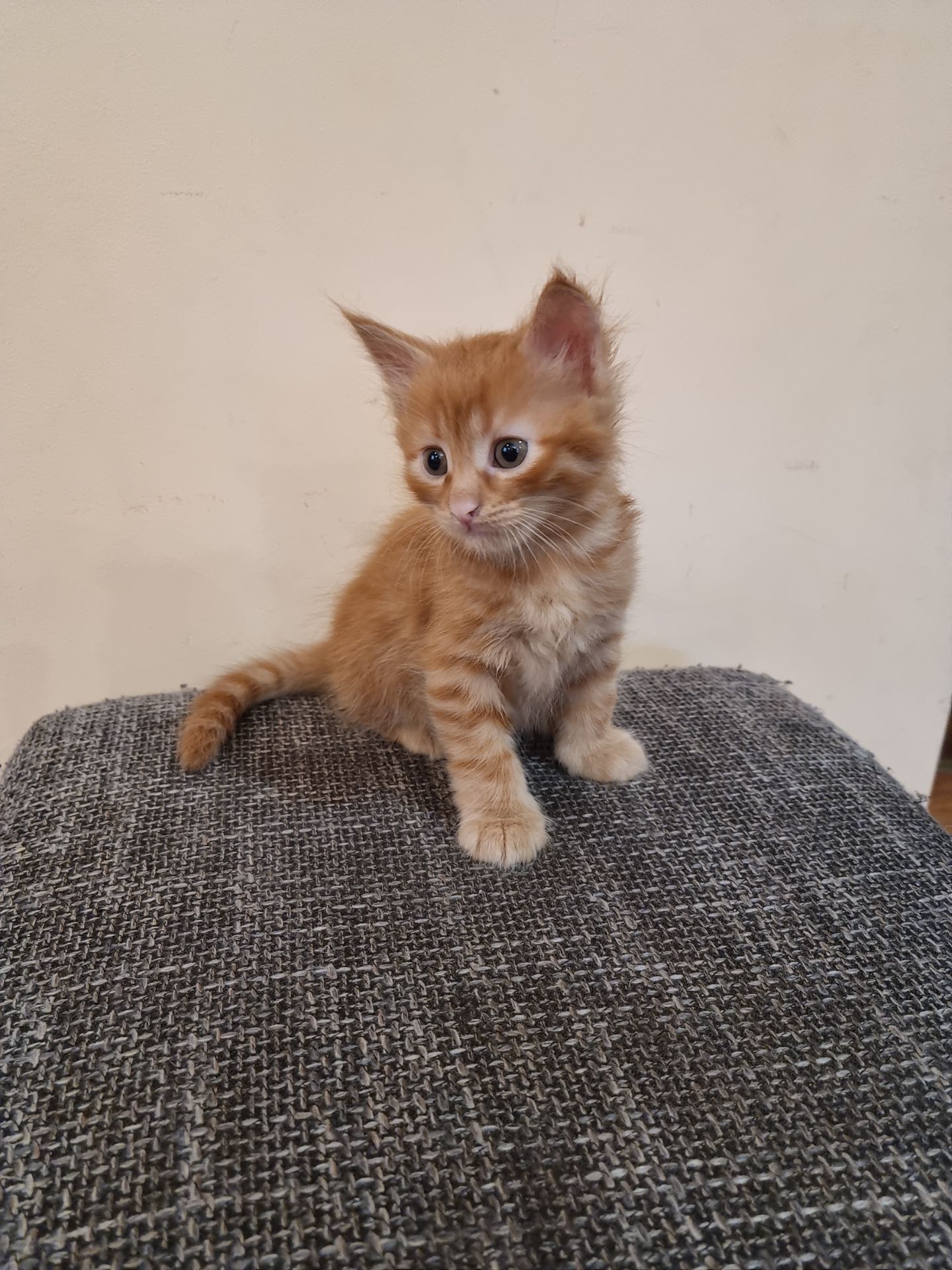 Подарю котенка мальчик безплатно