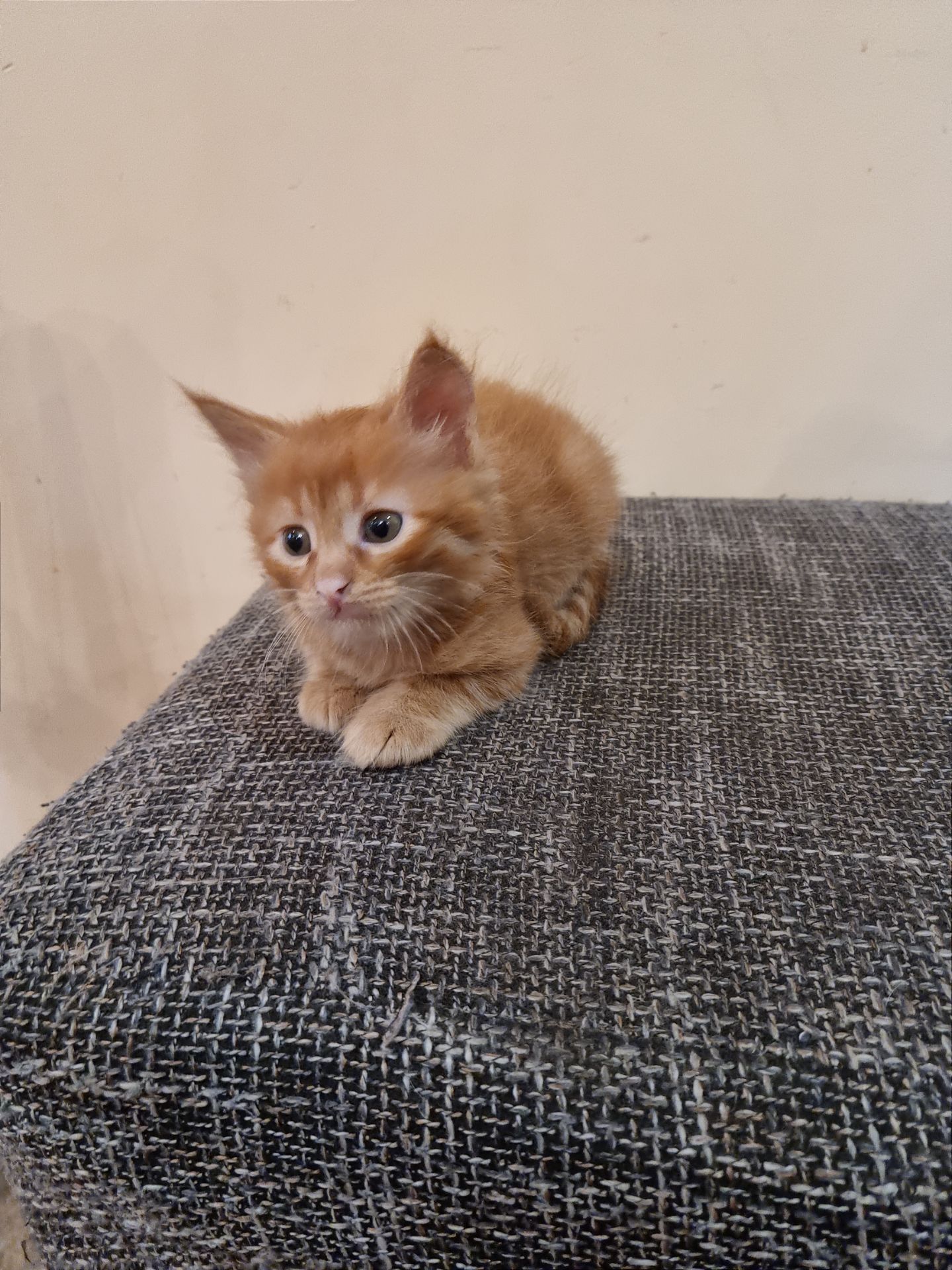 Подарю котенка мальчик безплатно