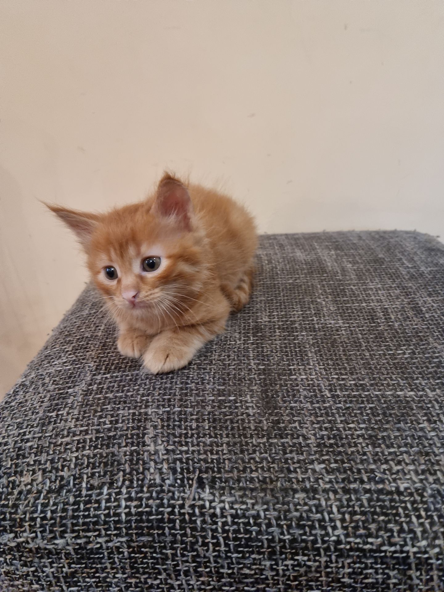 Подарю котят