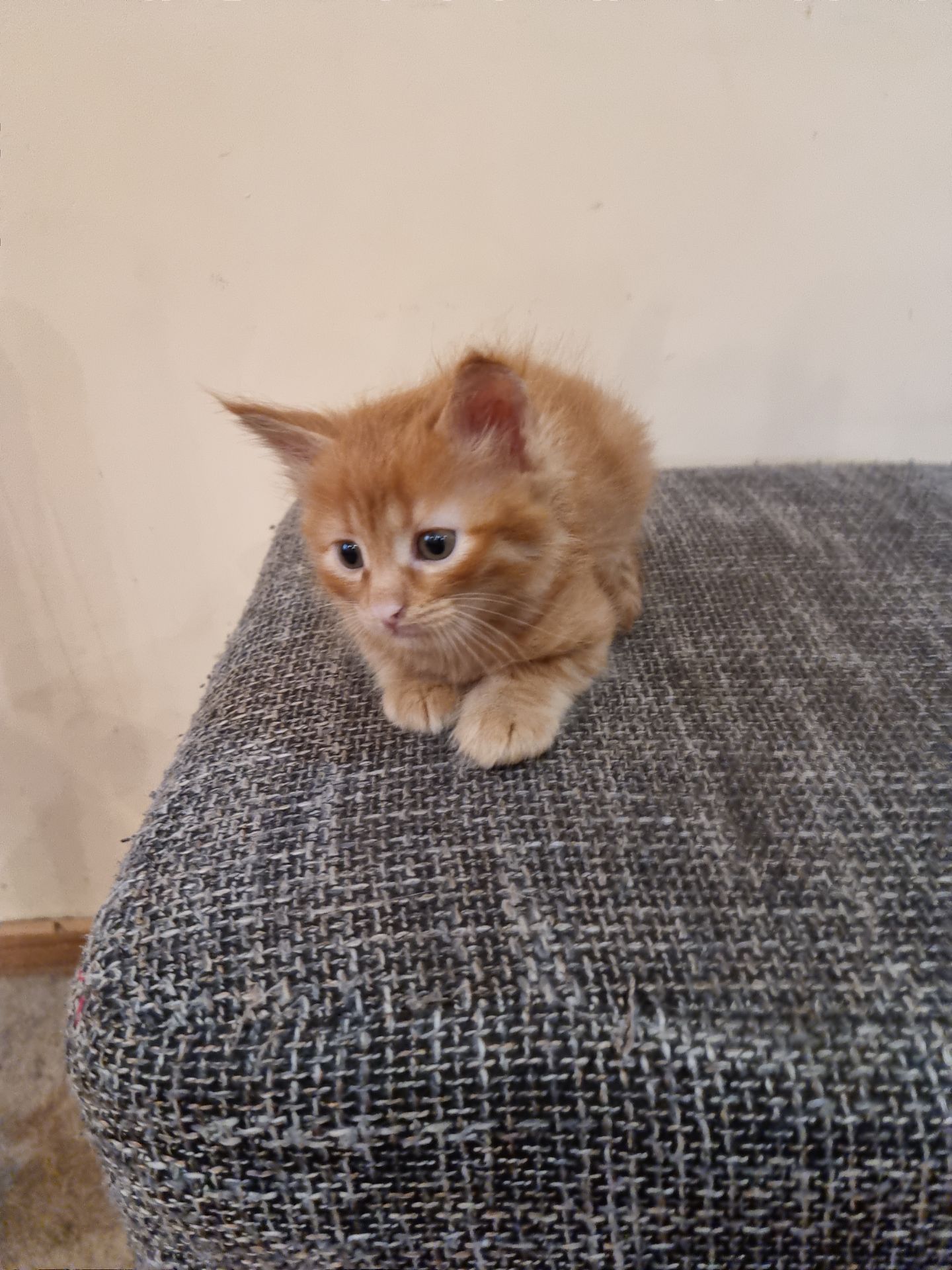 Подарю котенка мальчик безплатно