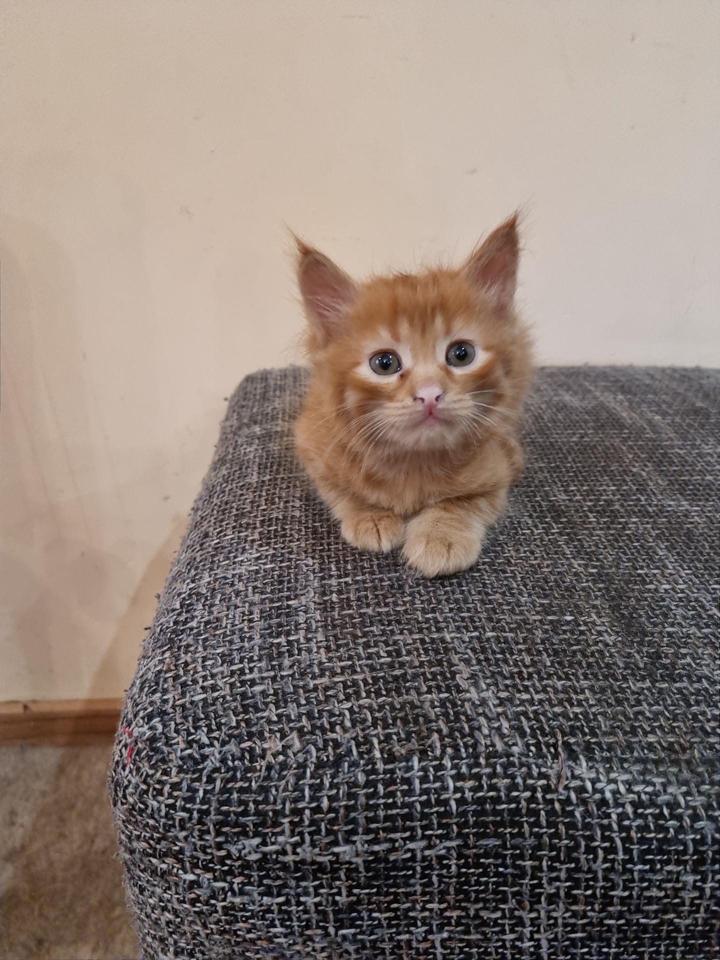 Подарю котят