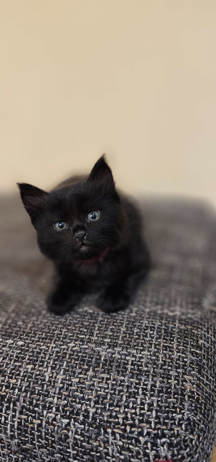 Подарю котят