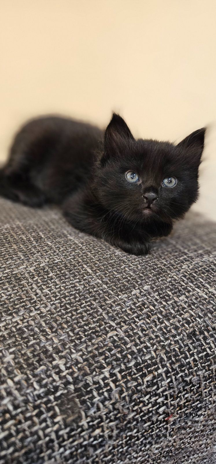 Подарю котят